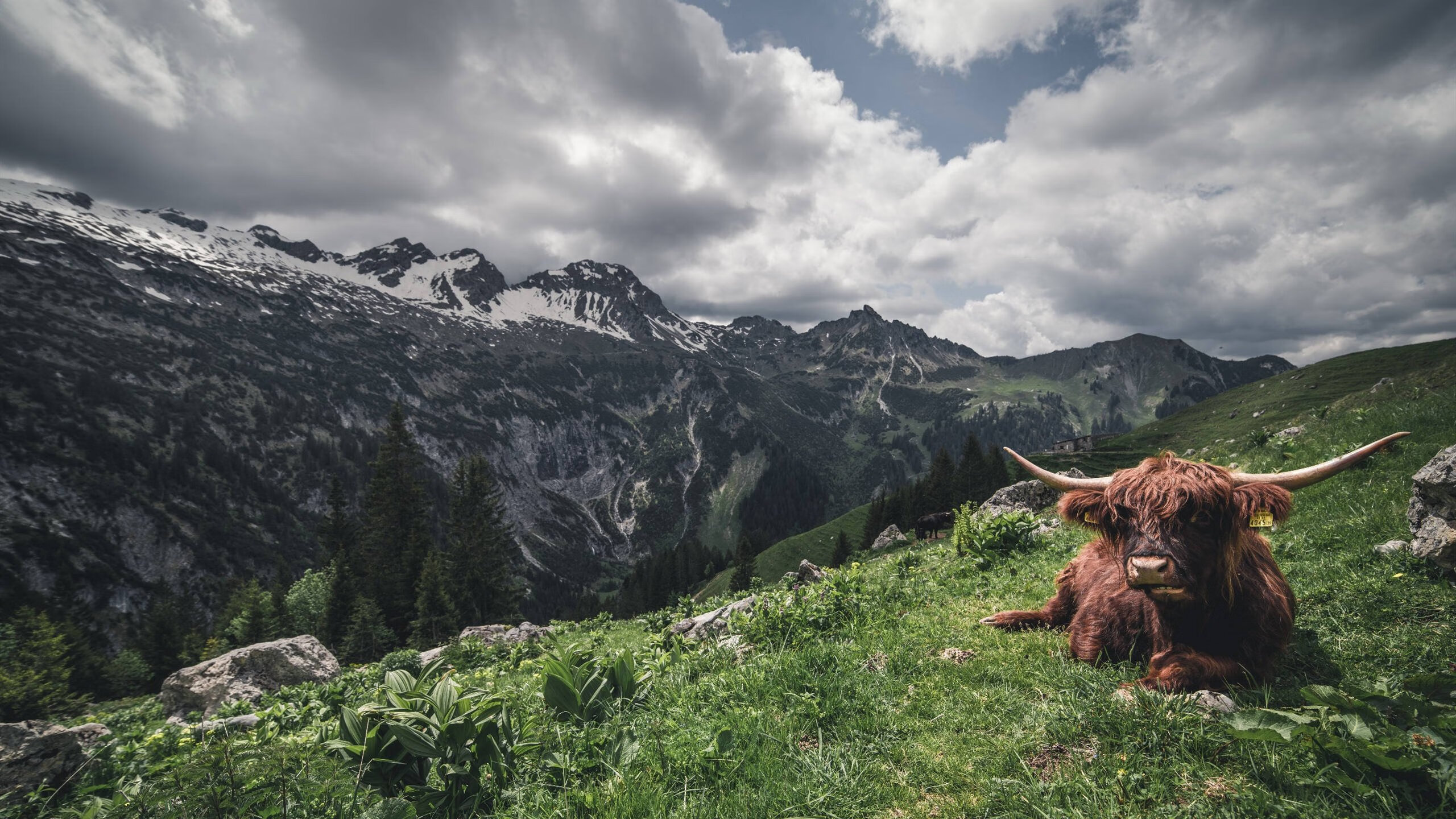 跨越太平洋的篮球火种，范弗利特以极致个人主义点燃广厦队团队胜利