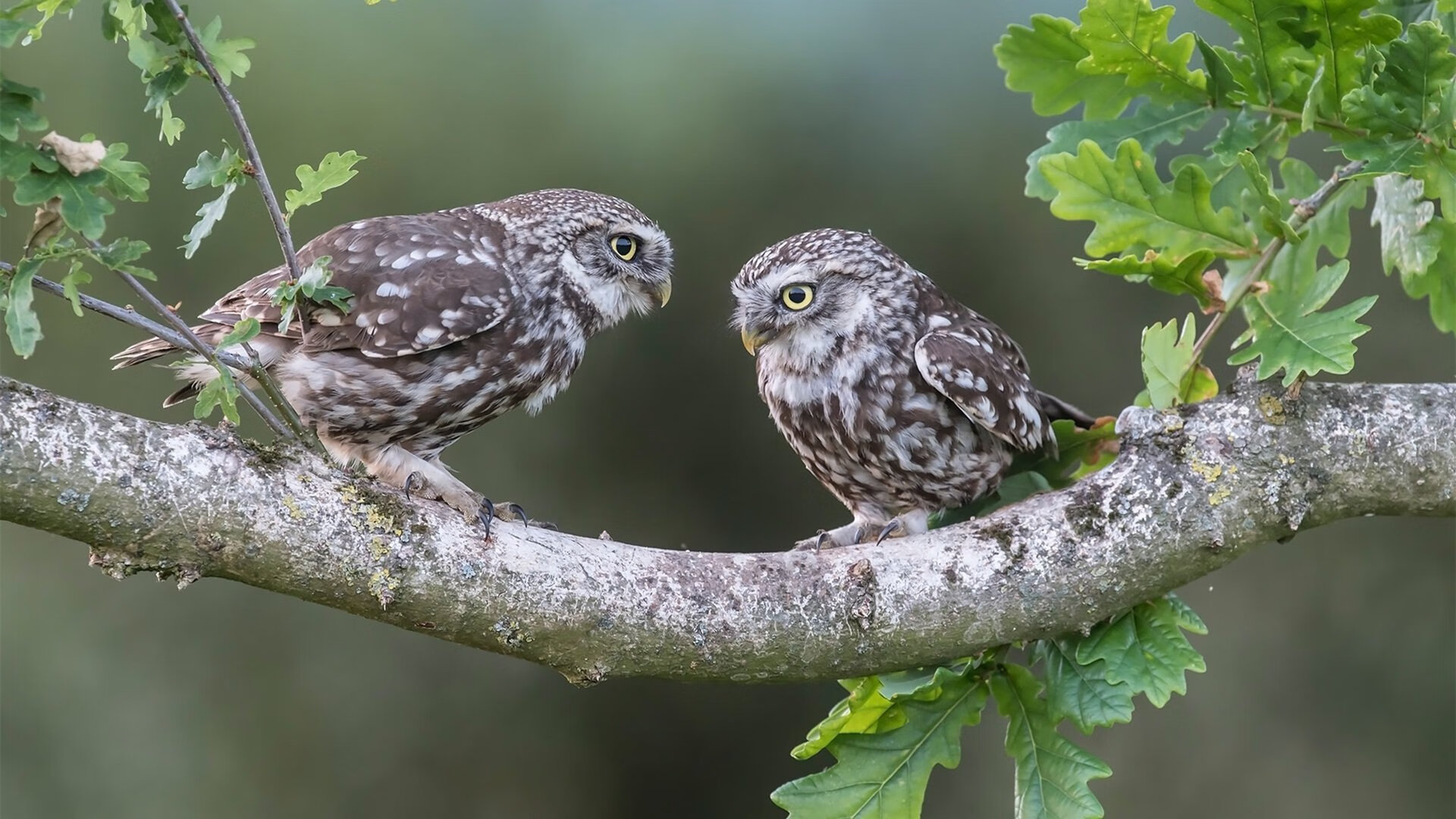 硬仗之王努涅斯与玻利维亚的压哨奇迹，足球场上最后的意志
