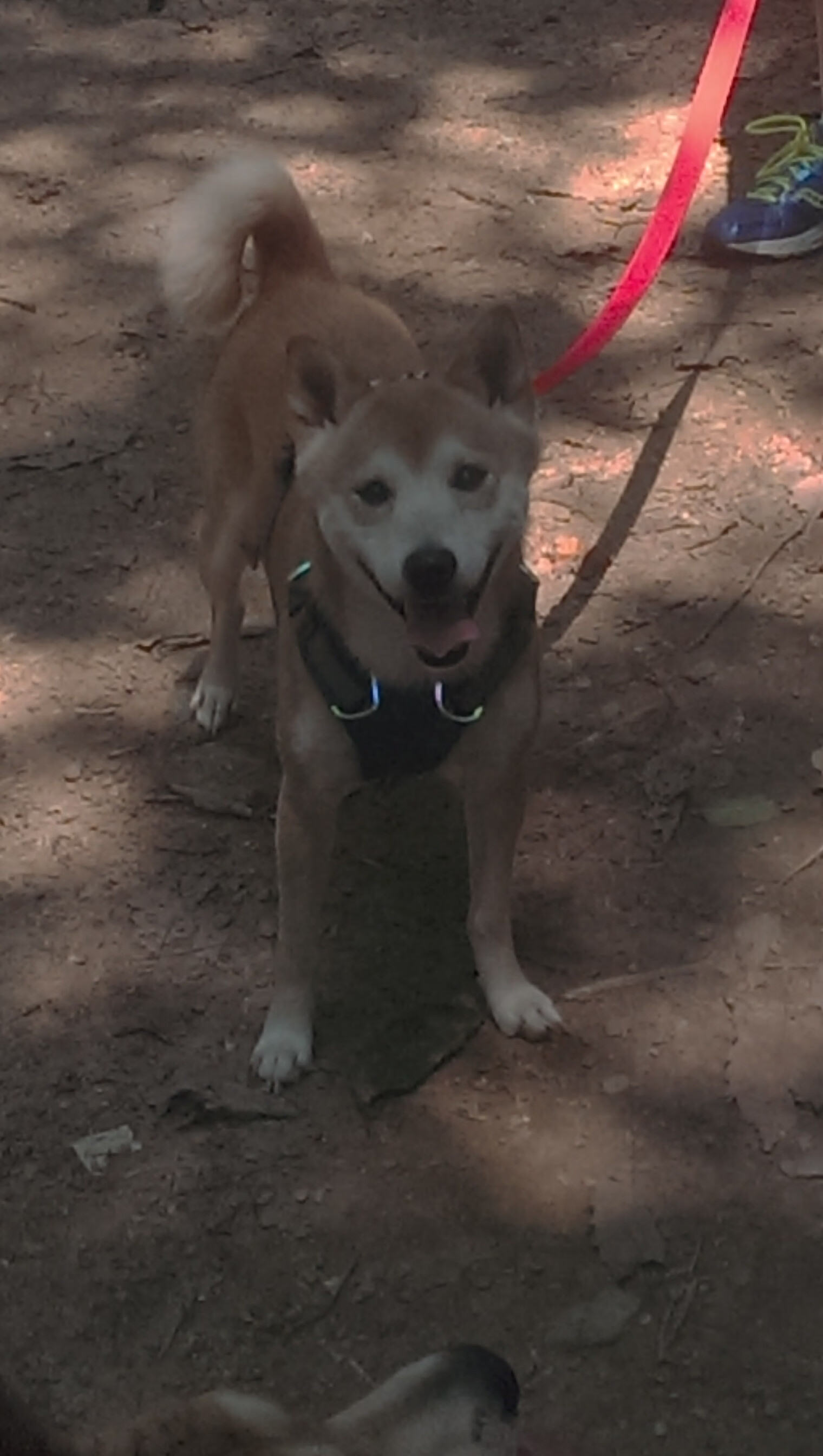 风驰电掣的征服，当广厦赛车在篮球街道赛中碾过天山
