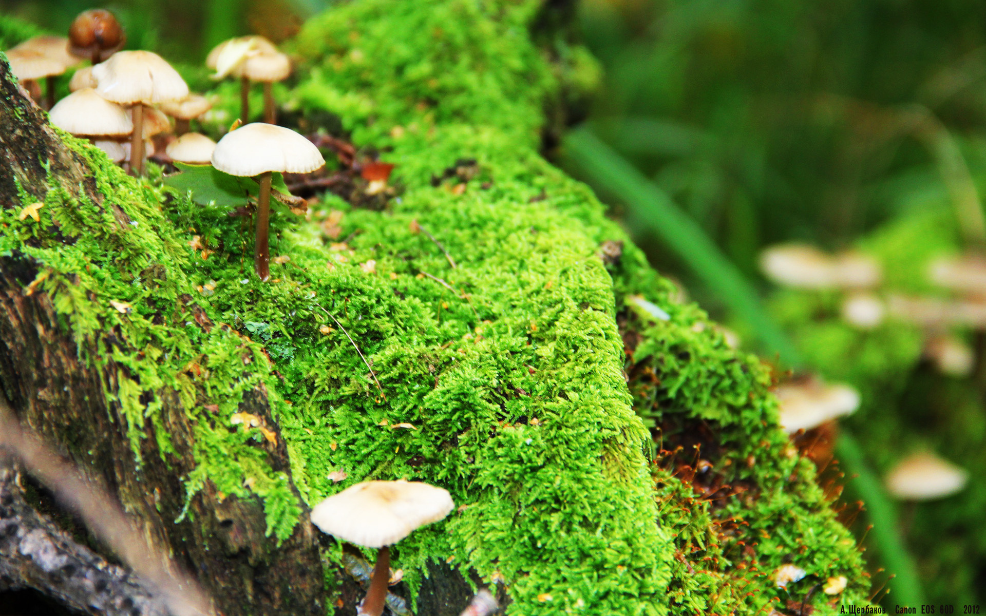 F1新赛季揭幕战之夜，保罗如交响乐指挥般掌控比赛走势