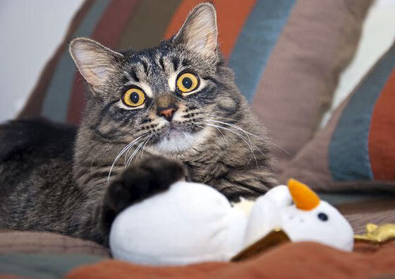 欧文终场救主，尼克斯逆转灰熊锁定胜局，关键先生的巨星时刻