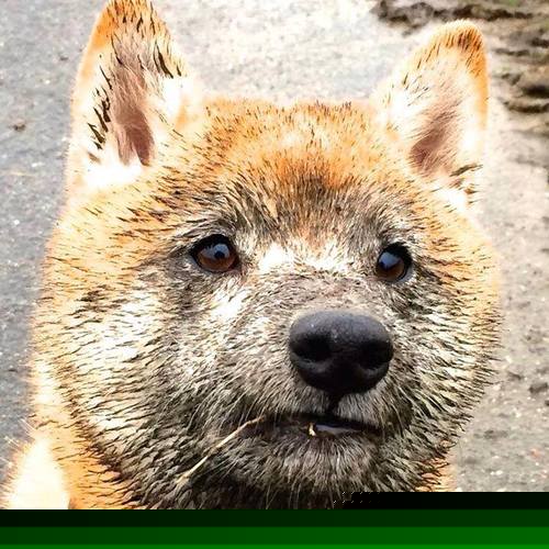 当厄德高披上喀麦隆战袍，非洲雄狮89分钟吞噬荷兰