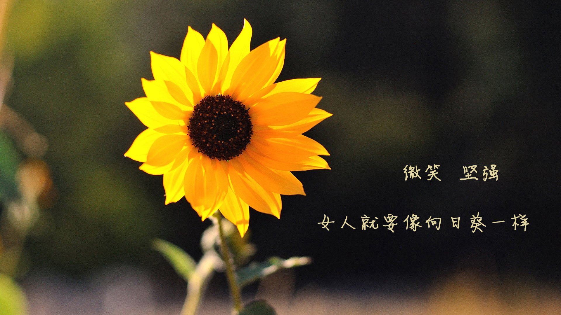 开云体育官网-绿茵铁血，克罗地亚如何用无情的效率全面压制荷兰？